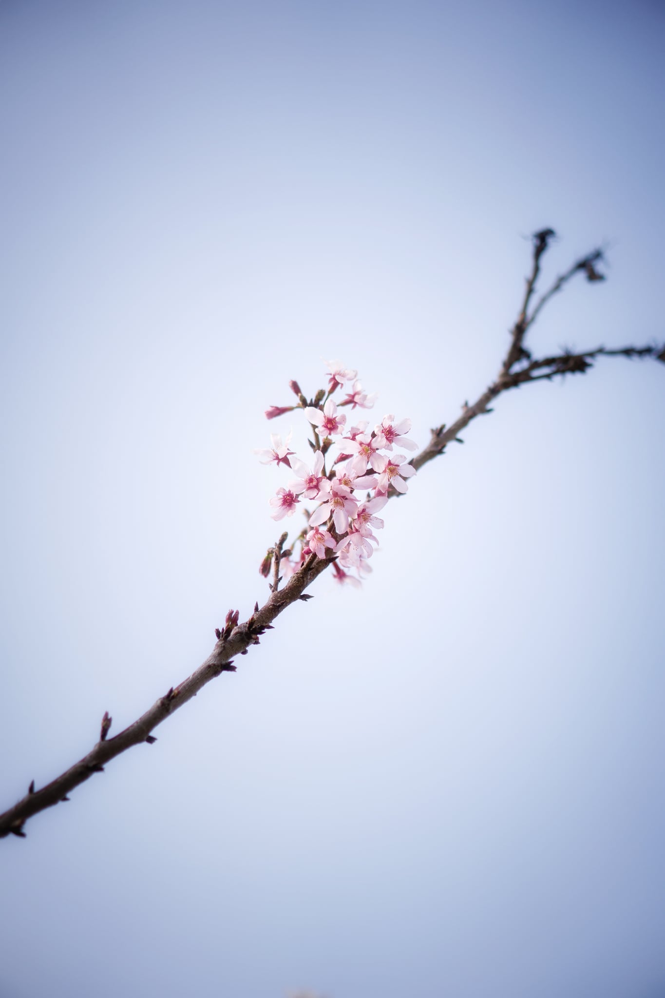 蔡尖尾山公园·樱花
